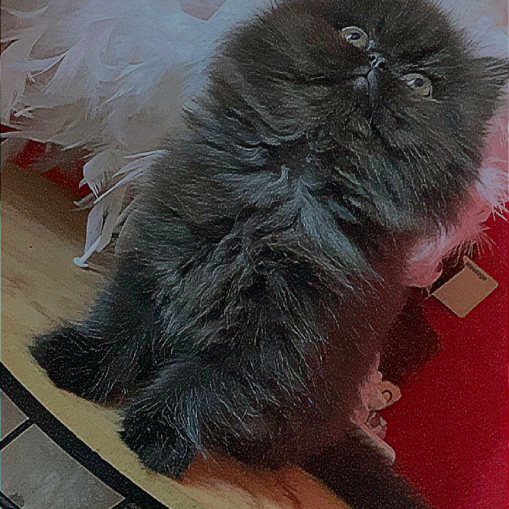 Praline
