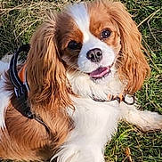 Ulia-Shirley participe au concours pour gagner de l'argent avec cette photo : dog, cavalier_king_charles_spaniel, grass, outdoor, pet, canine, happy, smiling, fur, ears, animal, cute, laying_down, collar, leash, nature, sunlight, tongue, friendly, playful