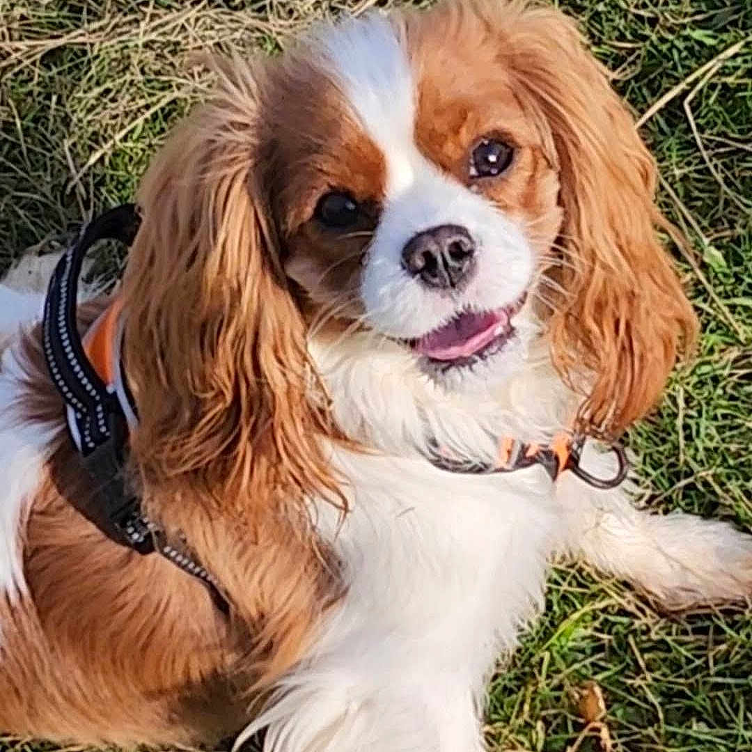 Ulia-Shirley participe au concours pour gagner de l'argent avec cette photo : dog, cavalier_king_charles_spaniel, grass, outdoor, pet, canine, happy, smiling, fur, ears, animal, cute, laying_down, collar, leash, nature, sunlight, tongue, friendly, playful