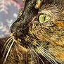animal, background, cat, close_up, detail, face, fur, green_eyes, indoor, mammal, nature, pet, portrait, profile, shadow, soft_focus, sunlight, texture, tortoiseshell, whiskers