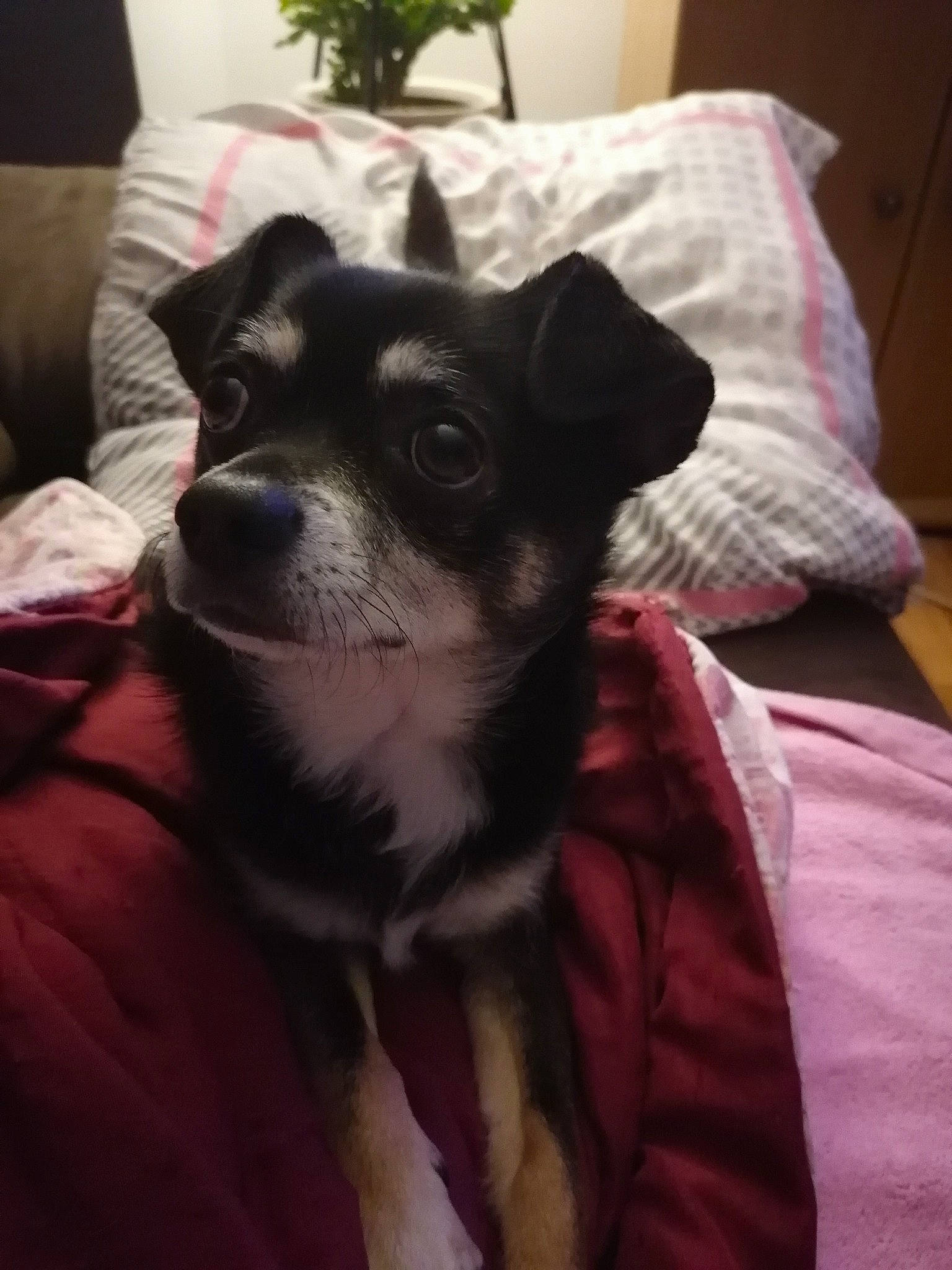 Minion participe au concours pour gagner de l'argent avec cette photo : canidae, carnivore, chihuahua, companion_dog, corgi_chihuahua, dog, dog_breed, mammal, puppy, rat_terrier, snout, toy_dog, vertebrate