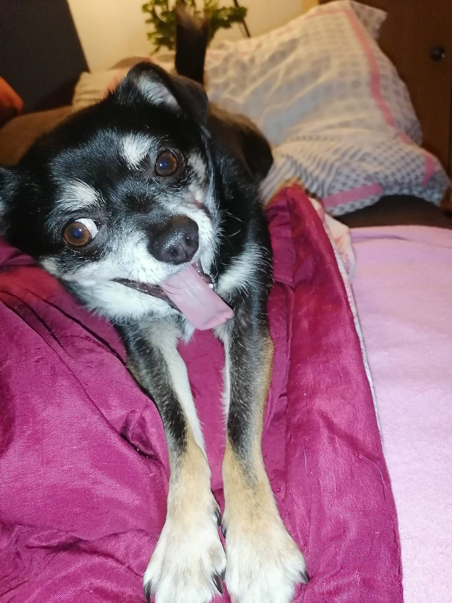 Minion participe au concours pour gagner de l'argent avec cette photo : canidae, carnivore, companion_dog, danish_swedish_farmdog, dog, dog_breed, mammal, miniature_fox_terrier, paw, puppy, rare_breed_dog, rat_terrier, snout, sporting_group, vertebrate, whiskers