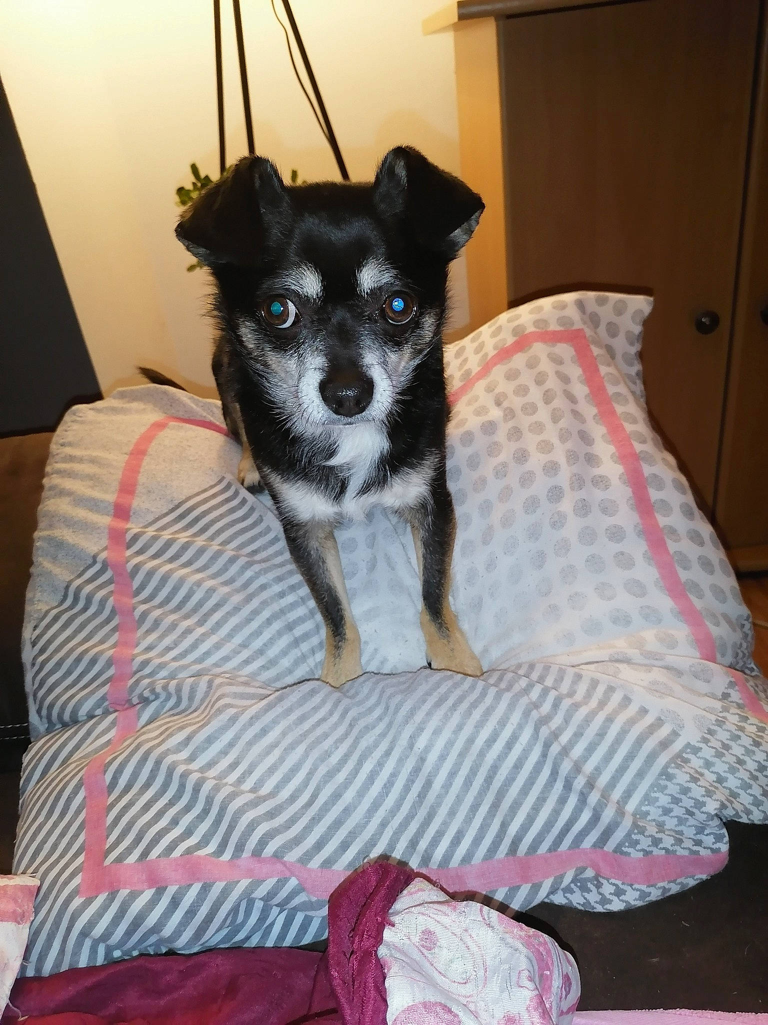 Minion a rejoint le concours — aidez-le/la à gagner de superbes lots ! canidae, carnivore, companion_dog, dog, dog_breed, linens, mammal, puppy, rat_terrier, teddy_roosevelt_terrier, vertebrate