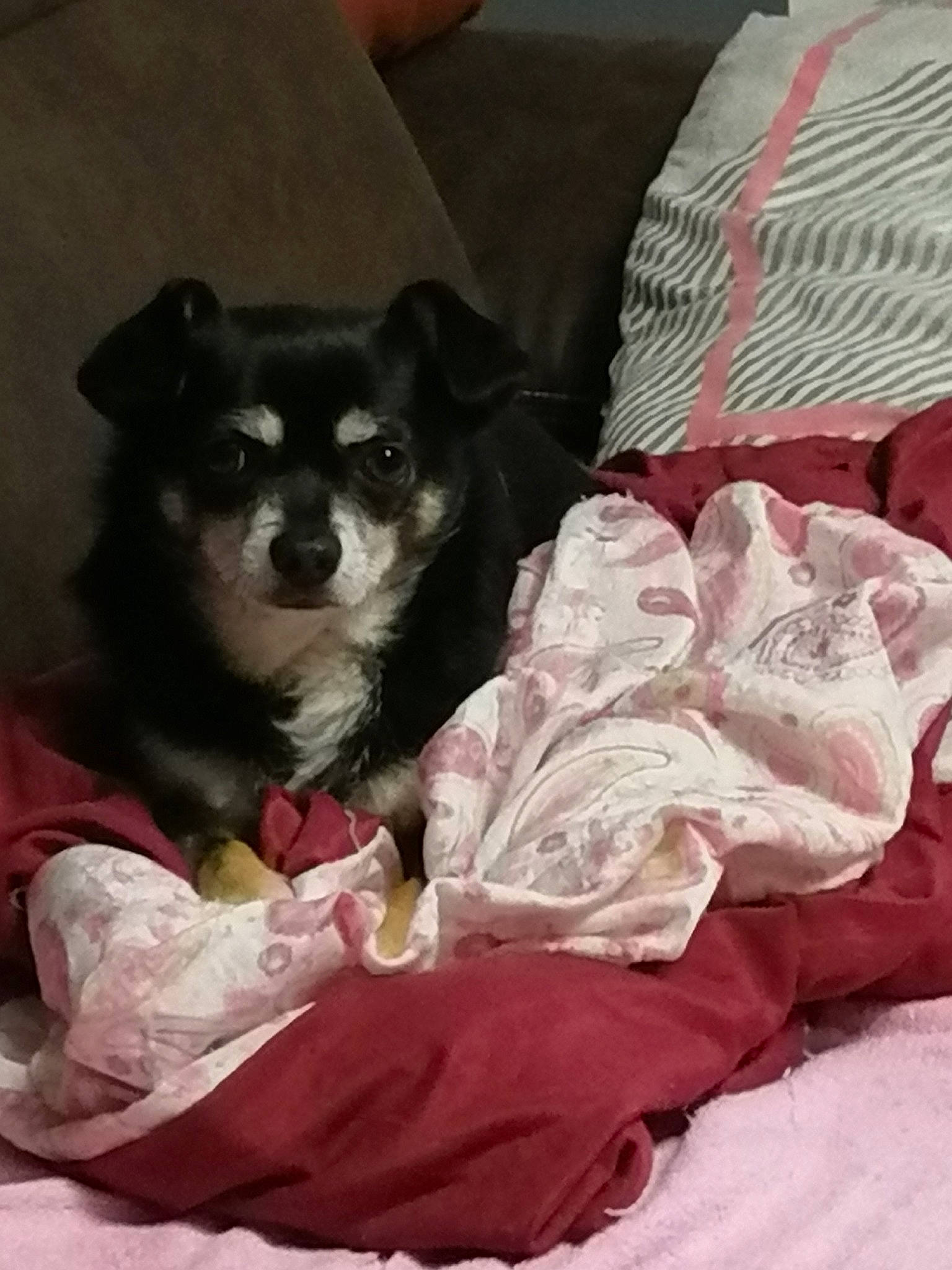 Minion a rejoint le concours — aidez-le/la à gagner de superbes lots ! canidae, carnivore, chihuahua, companion_dog, dog, dog_breed, finnish_lapphund, mammal, morkie, non_sporting_group, puppy, shiba_inu, toy_dog