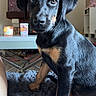 puppy, dog, black_and_tan, pet, indoor, blanket, furniture, table, candle, cup, living_room, cozy, cute, young_dog, fur, sitting, portrait, animal, domestic_animal, companion