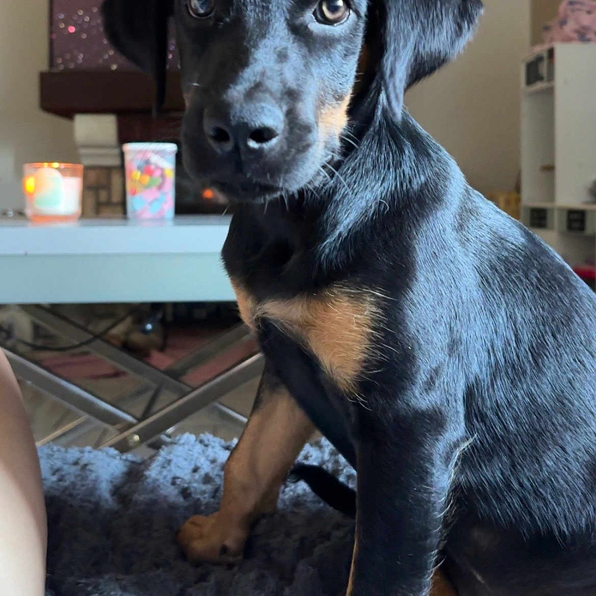 Opale participe au concours pour gagner de l'argent avec cette photo : puppy, dog, black_and_tan, pet, indoor, blanket, furniture, table, candle, cup, living_room, cozy, cute, young_dog, fur, sitting, portrait, animal, domestic_animal, companion