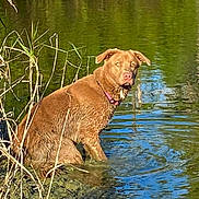 Coco is registered to the contest to win money with this photo: dog, water, mud, collar, reeds, outdoor, animal, nature, pond, reflection, brown_dog, curious, sitting, wet, grass, lake, canine, daylight, wildlife, muddy