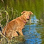 dog, water, mud, collar, reeds, outdoor, animal, nature, pond, reflection, brown_dog, curious, sitting, wet, grass, lake, canine, daylight, wildlife, muddy