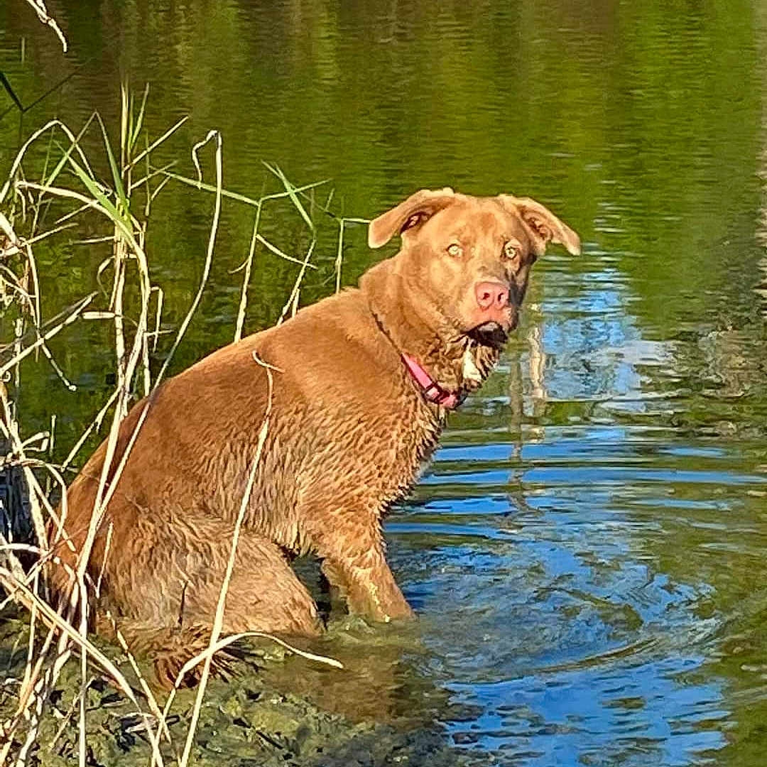Coco is registered to the contest to win money with this photo: animal, brown_dog, canine, collar, curious, daylight, dog, grass, lake, mud, muddy, nature, outdoor, pond, reeds, reflection, sitting, water, wet, wildlife