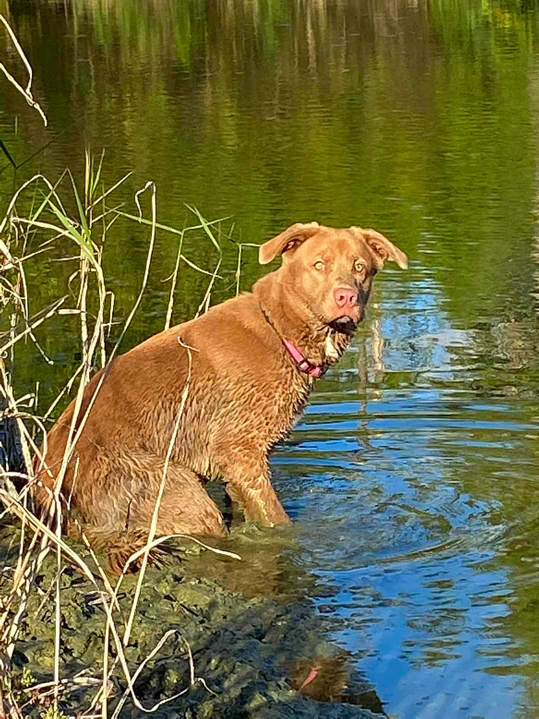 Coco is registered to the contest to win money with this photo: dog, water, mud, collar, reeds, outdoor, animal, nature, pond, reflection, brown_dog, curious, sitting, wet, grass, lake, canine, daylight, wildlife, muddy