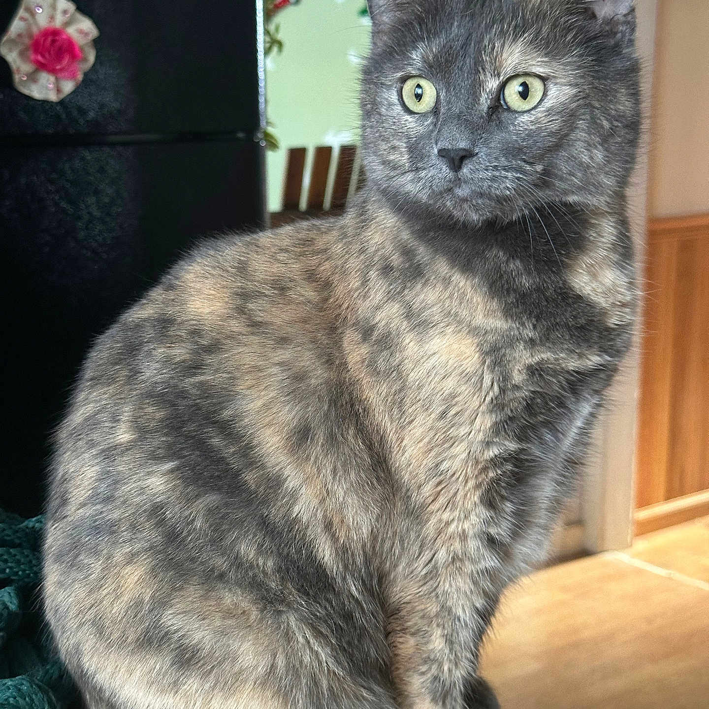 Blu joined the competition — help win amazing prizes! abyssinian, angora, animal, applique, brasssection, cat, egyptiancat, embroidery, flower, hardwood, horn, indoors, kitten, manx, musicalinstrument, pattern, pet, plant, rose, wood