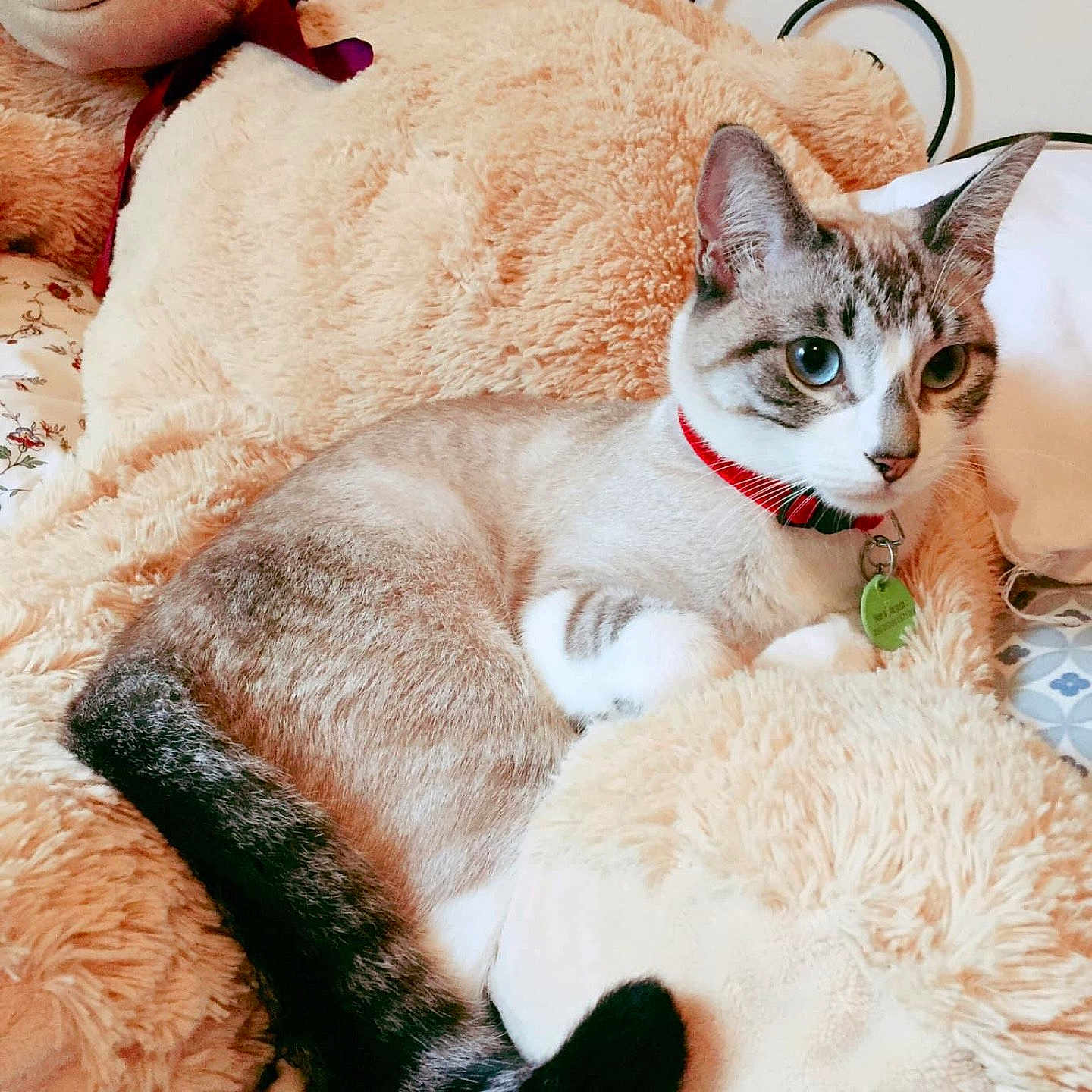 Jiji participe au concours pour gagner de l'argent avec cette photo : animal, bed, blue_eyes, cat, collar, comfort, cozy, cute, domestic, feline, fluffy, fur, indoor, pet, plush, relaxing, resting, soft, striped_tail, teddy_bear