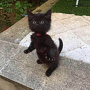 Jojo a rejoint le concours — aidez-le/la à gagner de superbes lots ! kitten, black_cat, outdoor, stone, ledgestone, curious, wide_eyes, fur, pet, young, small, grass, rug, collar, nature, playful, animal, cute, whiskers, tail