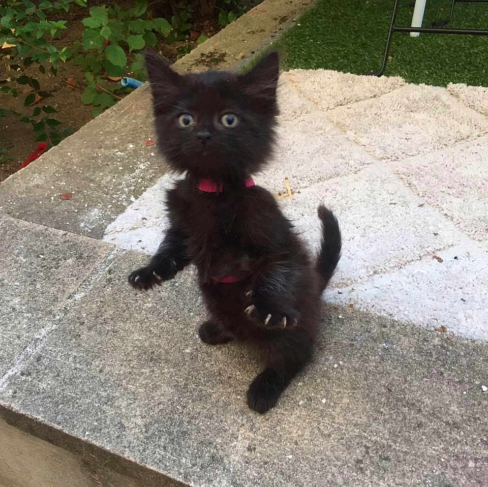 Jojo a rejoint le concours — aidez-le/la à gagner de superbes lots ! kitten, black_cat, outdoor, stone, ledgestone, curious, wide_eyes, fur, pet, young, small, grass, rug, collar, nature, playful, animal, cute, whiskers, tail