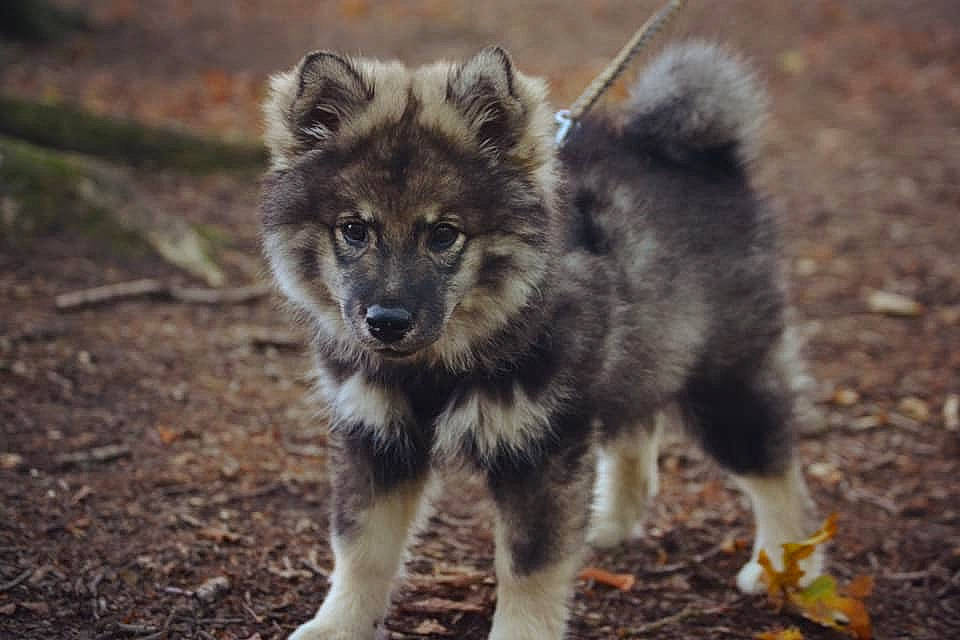 Khaleesi participe au concours pour gagner de l'argent avec cette photo : ancient_dog_breeds, canadian_eskimo_dog, canidae, carnivore, dog, dog_breed, eurasier, fawn, finnish_lapphund, greenland_dog, herding_dog, mammal, native_american_indian_dog, norwegian_elkhound, rare_breed_dog, shikoku, sporting_group, vertebrate, west_siberian_laika, wolfdog