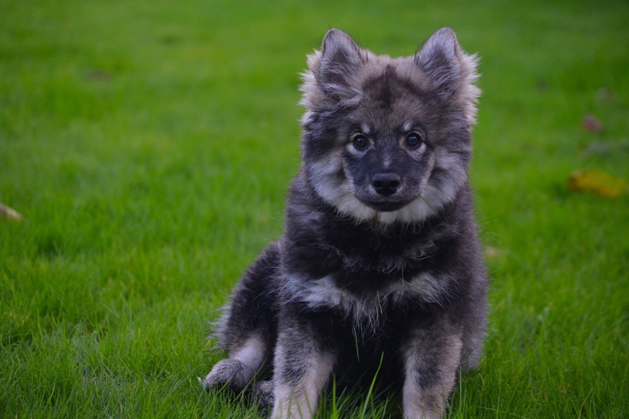 Khaleesi participe au concours pour gagner de l'argent avec cette photo : ancient_dog_breeds, canidae, carnivore, companion_dog, dog, dog_breed, eurasier, finnish_lapphund, german_spitz, german_spitz_mittel, herding_dog, keeshond, lapponian_herder, mammal, native_american_indian_dog, rare_breed_dog, spitz, sporting_group, swedish_lapphund, vertebrate