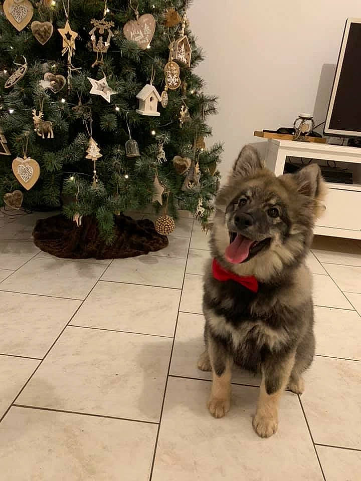 Khaleesi participe au concours pour gagner de l'argent avec cette photo : cairn_terrier, canidae, carnivore, dog, dog_breed, german_shepherd_dog, mammal, norwich_terrier, puppy