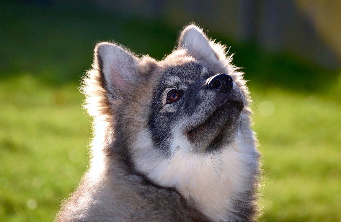 Khaleesi participe au concours pour gagner de l'argent avec cette photo : canidae, carnivore, dog, dog_breed, ear, fawn, grass, mammal, norwegian_elkhound, snout, vertebrate, whiskers