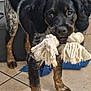 animal, black_fur, brown_fur, companion, cute, dog, ears, eyes, indoor, looking, mouth, paws, pet, playful, puppy, rope_toy, standing, tile_floor, toy, white_fur
