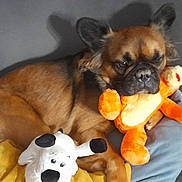 Simba participe au concours pour gagner de l'argent avec cette photo : animal, brown, companion, couch, cute, dog, ears, floor, furniture, gray, home, indoor, pet, plush, relaxed, resting, snout, stuffed_toy, tile, toy