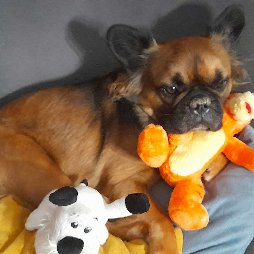 Simba participe au concours pour gagner de l'argent avec cette photo : animal, brown, companion, couch, cute, dog, ears, floor, furniture, gray, home, indoor, pet, plush, relaxed, resting, snout, stuffed_toy, tile, toy