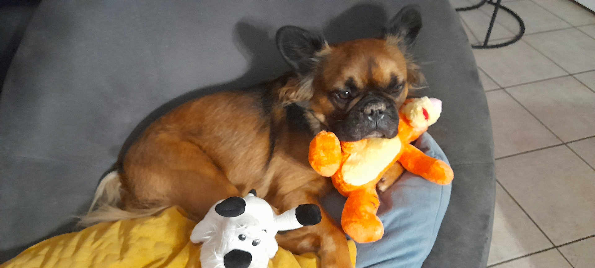 Simba