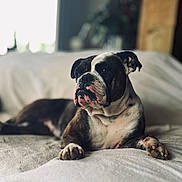 Uguette participe au concours pour gagner de l'argent avec cette photo : bulldog, dog, pet, animal, lying_down, couch, indoor, portrait, relaxed, furniture, paw, snout, ears, fur, white, brown, black, domestic_animal, companion, calm