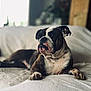bulldog, dog, pet, animal, lying_down, couch, indoor, portrait, relaxed, furniture, paw, snout, ears, fur, white, brown, black, domestic_animal, companion, calm