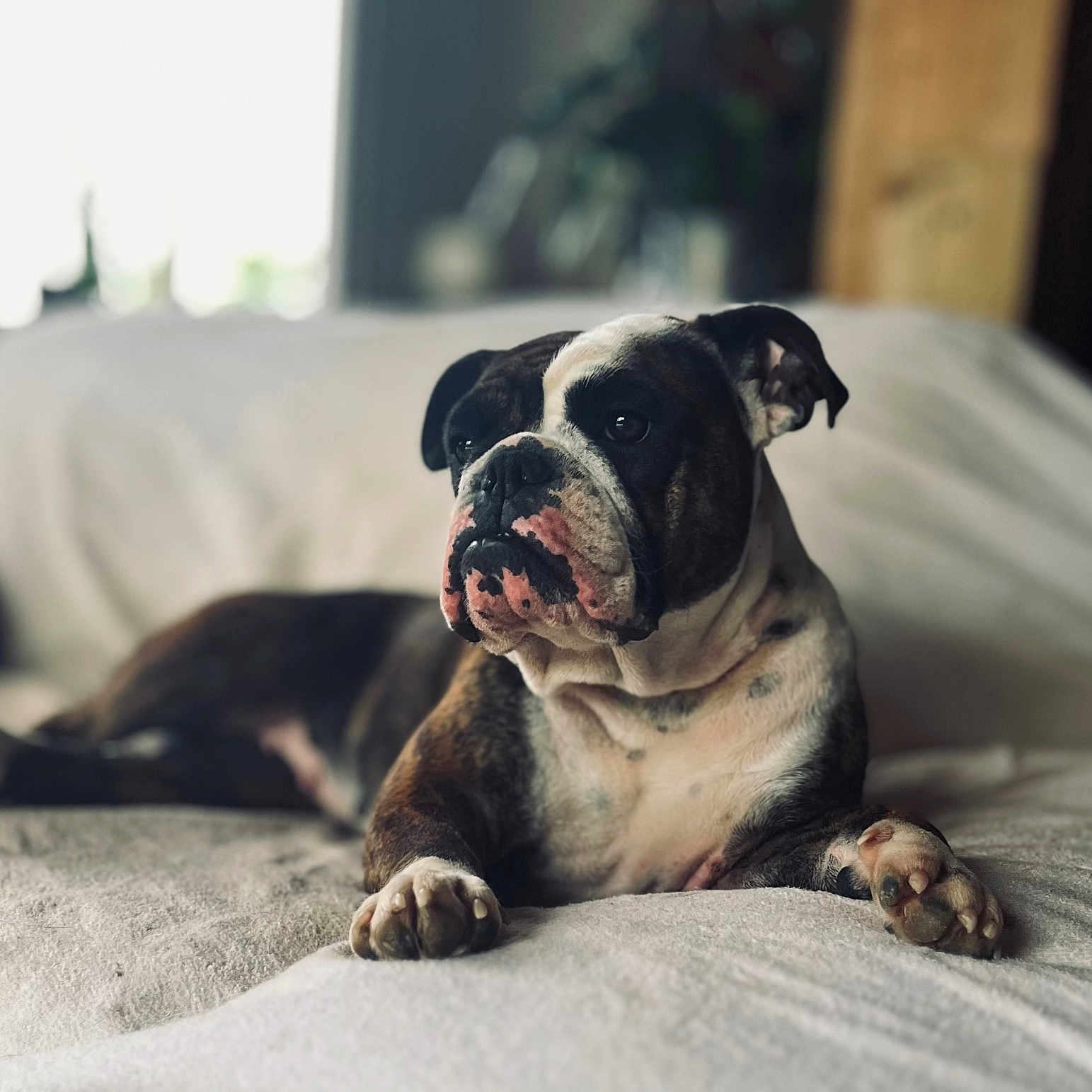 Uguette participe au concours pour gagner de l'argent avec cette photo : animal, black, brown, bulldog, calm, companion, couch, dog, domestic_animal, ears, fur, furniture, indoor, lying_down, paw, pet, portrait, relaxed, snout, white