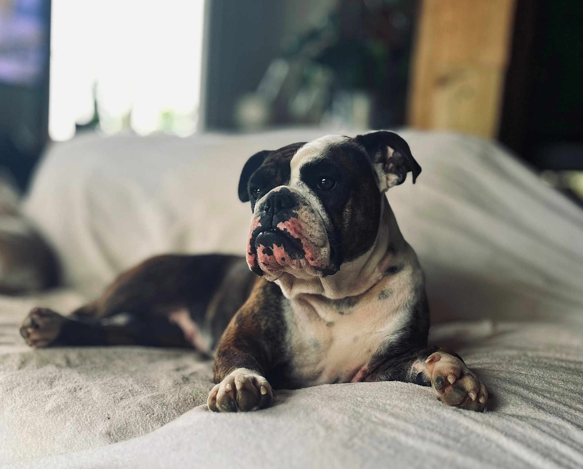 Uguette participe au concours pour gagner de l'argent avec cette photo : bulldog, dog, pet, animal, lying_down, couch, indoor, portrait, relaxed, furniture, paw, snout, ears, fur, white, brown, black, domestic_animal, companion, calm