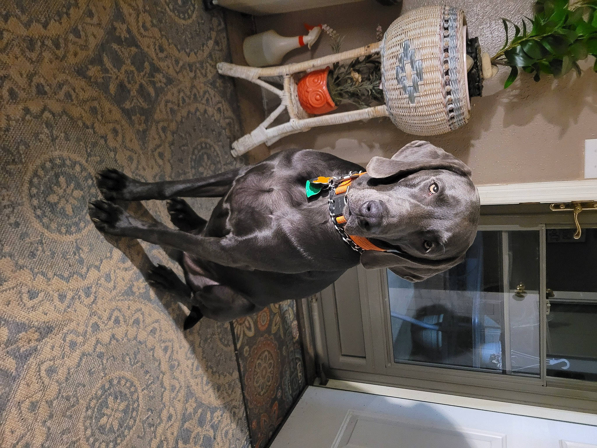 Levi joined the competition — help win amazing prizes! art, athletic_shoe, carmine, carnivore, dog, dog_breed, flowerpot, foot, grey, guard_dog, hat, human_leg, outdoor_shoe, personal_protective_equipment, plant, sculpture, statue, walking_shoe, window, working_animal