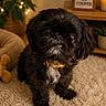 Cooper joined the competition — help win amazing prizes! dog, black_dog, small_dog, pet, fur, collar, indoor, carpet, cozy, cute, animal, portrait, fluffy, home_decor, plant, wooden_shelf, lights, adorable, furry, companion