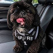 Cooper joined the competition — help win amazing prizes! animal, basketball_jersey, black_dog, car_interior, car_seat, close_up, collar, dog, fur, happy, outdoor, pet, portrait, seat_belt, sportswear, tag, tongue_out, trees, vehicle, window