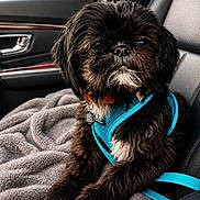 Cooper is registered to the contest to win money with this photo: dog, black_dog, fluffy, pet, car_interior, car_seat, blanket, harness, blue_harness, close_up, portrait, cute, animal, canine, seatbelt, furry, indoors, window, door_handle, relaxed