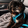 dog, black_dog, fluffy, pet, car_interior, car_seat, blanket, harness, blue_harness, close_up, portrait, cute, animal, canine, seatbelt, furry, indoors, window, door_handle, relaxed