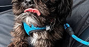 Cooper is registered to the contest to win money with this photo: adorable, animal, black_dog, blue_harness, car_seat, close_up, companion, cute, dog, fur, harness, indoor, leash, leash_clip, pet, scruffy, seat_cover, small_dog, tongue_out, transportation