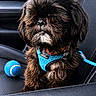 Cooper is registered to the contest to win money with this photo: accessory, animal, black_fur, blue_harness, brown_fur, canine, car_seat, close_up, companion, cute, dog, fluffy, fur_texture, indoor, leash, pet, portrait, seat, sitting, tennis_ball
