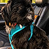 Cooper joined the competition — help win amazing prizes! dog, black_dog, pet, car_interior, dog_harness, blue_harness, leather_seat, window, nature_background, fur, closeup, portrait, sitting, seatbelt, animal, canine, cute, fluffy, side_view, daylight