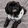 Cooper is registered to the contest to win money with this photo: adorable, animal, black_dog, blanket, clothing, companion, cute, dog, domestic_animal, fluffy, fur, indoor, looking_up, lying_down, pet, portrait, small_dog, soft_texture, spurs_jersey, white_jersey