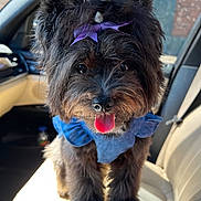 Nova Jade is registered to the contest to win money with this photo: dog, small_dog, black_fur, tongue_out, purple_bow, blue_collar, close_up, car_interior, beige_seat, pet, portrait, furry, paws, shiny_nose, black_eyes, accessory, seat, sunlit, happy, adorable
