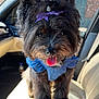dog, small_dog, black_fur, tongue_out, purple_bow, blue_collar, close_up, car_interior, beige_seat, pet, portrait, furry, paws, shiny_nose, black_eyes, accessory, seat, sunlit, happy, adorable