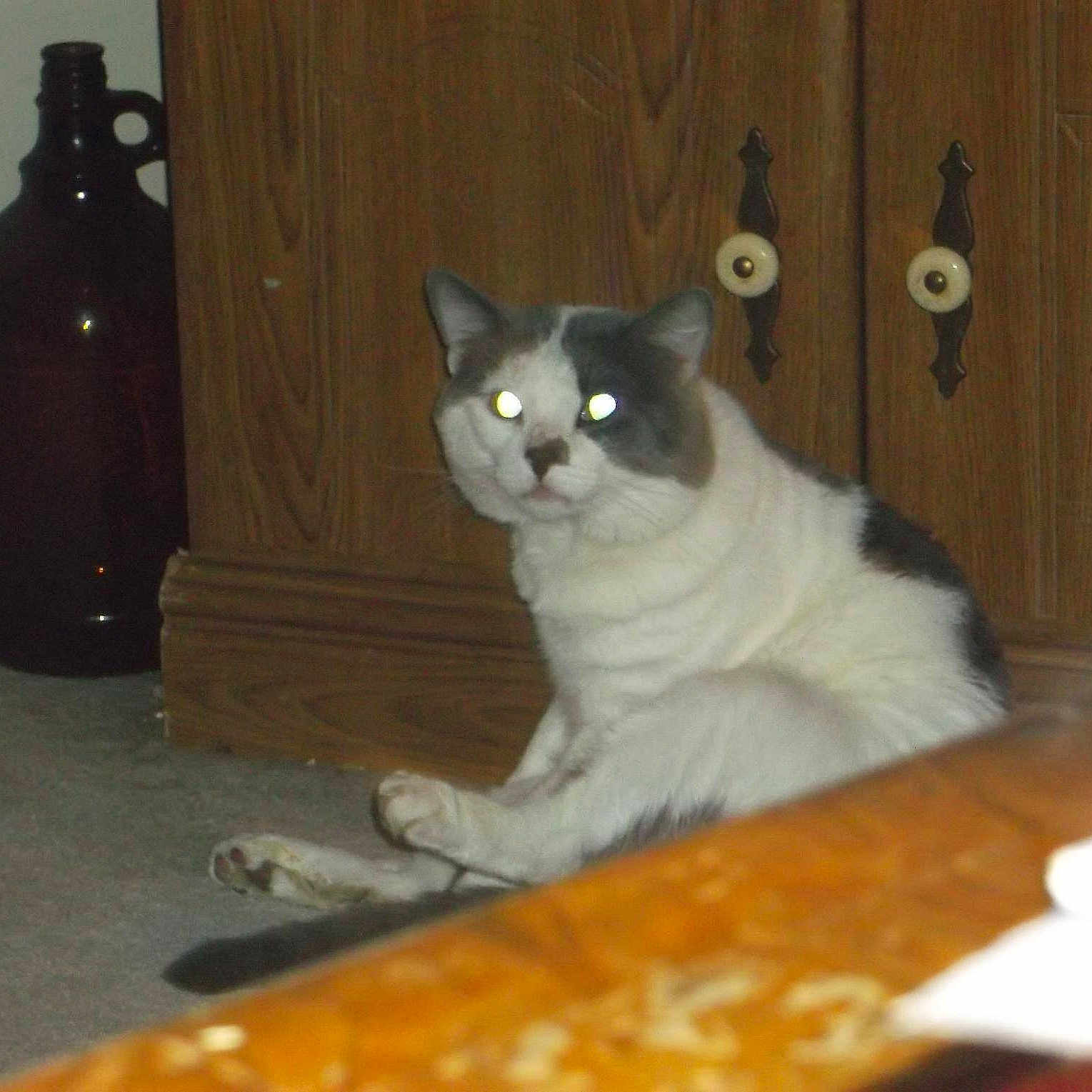 Lucky joined the competition — help win amazing prizes!