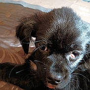 Bear is registered to the contest to win money with this photo: puppy, dog, black_fur, close_up, pet, animal, lying_down, whiskers, ears, cute, young_dog, indoor, brown_surface, white_sheet, fur, nose, tongue, eye, curious, sleepy