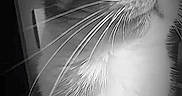 Nala a rejoint le concours — aidez-le/la à gagner de superbes lots ! cat, feline, pet, animal, portrait, close_up, black_and_white, monochrome, whiskers, fur, eyes, ears, nose, chest, curious, indoor, dramatic_lighting, centered, photography, cute