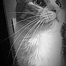 cat, feline, pet, animal, portrait, close_up, black_and_white, monochrome, whiskers, fur, eyes, ears, nose, chest, curious, indoor, dramatic_lighting, centered, photography, cute