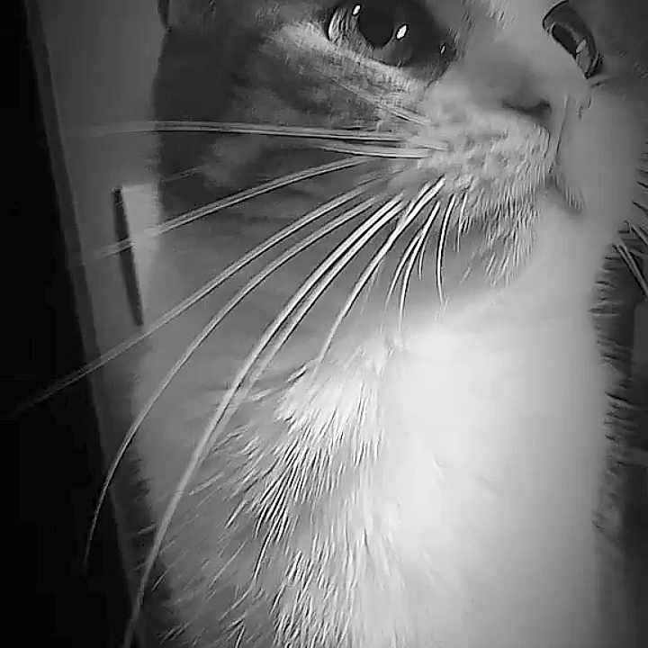 Nala