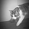 Nala a rejoint le concours — aidez-le/la à gagner de superbes lots ! cat, feline, pet, animal, black_and_white, monochrome, indoor, floor, wall, whiskers, ears, eyes, paws, walking, crouching, portrait, close_up, domestic_cat, alert, dramatic