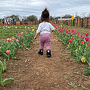 Evelyn is registered to the contest to win money with this photo: back_view, boots, child, cloudy_sky, dirt_path, fence, flowers, garden, nature, outdoor, path, people_in_background, pink_pants, plant_rows, portrait, spring, toddler, tulip_field, walking, white_shirt