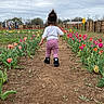 back_view, boots, child, cloudy_sky, dirt_path, fence, flowers, garden, nature, outdoor, path, people_in_background, pink_pants, plant_rows, portrait, spring, toddler, tulip_field, walking, white_shirt