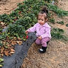Evelyn joined the competition — help win amazing prizes! boots, bushes, child, crop_row, crouching, daytime, dirt, farm, green_leaves, messy_face, nature, outdoors, picking, pink_hoodie, plants, pony_tail, soil, strawberry, strawberry_field, toddler
